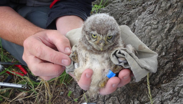 Mieux connaître pour mieux protéger : soutenez le suivi scientifique des chouettes